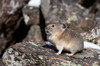 Yellowstone National Park, American pika sitting on a boulder Poster Print by Ellen Goff (24 x 18) # US51EGO0250