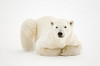 Canada, Manitoba, Churchill. Polar Bear on Hudson Bay ice. Poster Print by Jaynes Gallery - Item # VARPDDCN03BJY0389