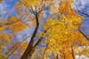 Canada, Ontario, Parry Sound. Sugar maple trees in autumn. Poster Print by Jaynes Gallery - Item # VARPDDCN08BJY0315