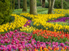 Netherlands, Lisse. Multicolored flowers blooming in spring. Poster Print by Terry Eggers - Item # VARPDDEU18TEG0051