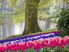 Netherlands, Lisse. Multicolored flowers blooming in spring. Poster Print by Terry Eggers - Item # VARPDDEU18TEG0052