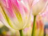 Netherlands, Lisse. Keukenhof Gardens, macro image of tulips Poster Print by Terry Eggers - Item # VARPDDEU18TEG0124