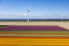 Aerial view of the tulip fields in North Holland, Netherlands Poster Print by Peter Adams - Item # VARPDDEU20PAD0053