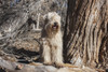 Wheaton terrier sitting next to a Cottonwood Tree  Poster Print by Zandria Muench Beraldo - Item # VARPDDNA02ZMU1190