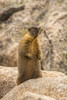 USA, Colorado, Mt. Evans. Yellow-bellied marmot close-up.  Poster Print by Jaynes Gallery - Item # VARPDDUS06BJY1209