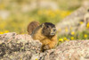 USA, Colorado, Mt. Evans. Yellow-bellied marmot close-up.  Poster Print by Jaynes Gallery - Item # VARPDDUS06BJY1261