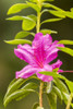 USA, Hawaii, Akaka Falls State Park. Pink flower close-up. Poster Print by Jaynes Gallery - Item # VARPDDUS12BJY0144
