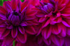 USA, Oregon, Shore Acres State Park. Abstract of dahlias.  Poster Print by Jaynes Gallery - Item # VARPDDUS38BJY1181