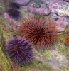 USA, Oregon, Newport. Sea urchins in a tide pool exhibit.  Poster Print by Jaynes Gallery - Item # VARPDDUS38BJY1241