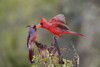 Northern cardinal and Pyrrhuloxia males fighting for a perch. Poster Print by Larry Ditto - Item # VARPDDUS44LDI2887