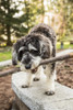 Issaquah, WA. Schnoodle puppy carrying a stick in his yard.  Poster Print by Janet Horton - Item # VARPDDUS48JHO0073