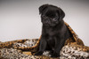 10 week old black Pug puppy curled up in a spotted blanket.  Poster Print by Janet Horton - Item # VARPDDUS48JHO0475
