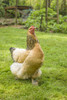 Issaquah, WA. Free-range Buff Brahma hen walking in a yard.  Poster Print by Janet Horton - Item # VARPDDUS48JHO0712