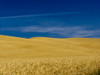 USA, Washington State, Palouse Region. Fields during harvest Poster Print by Terry Eggers - Item # VARPDDUS48TEG1299