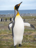 King Penguin rookery in St. Andrews Bay. South Georgia Island Poster Print by Martin Zwick - Item # VARPDDAN02MZW0247