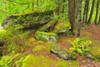 Canada, Quebec, Val-Jalbert. Forest and moss-covered rocks. Poster Print by Jaynes Gallery - Item # VARPDDCN10BJY0162