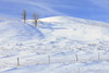 Canada, Saskatchewan, Willow Bunch. Snow-covered landscape. Poster Print by Jaynes Gallery - Item # VARPDDCN11BJY0026