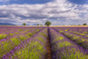 France, Provence. Lavender field in the Valensole Plateau.  Poster Print by Jaynes Gallery - Item # VARPDDEU09BJY0044
