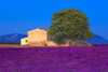 France, Provence. Lavender field in the Valensole Plateau.  Poster Print by Jaynes Gallery - Item # VARPDDEU09BJY0052