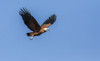 Pantanal, Mato Grosso, Brazil. Black-Collared Hawk in flight. Poster Print by Janet Horton - Item # VARPDDSA04JHO0018