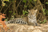 Pantanal, Mato Grosso, Brazil. Jaguar resting on a riverbank. Poster Print by Janet Horton - Item # VARPDDSA04JHO0149