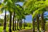 Palm lined roadway in Garden of Eden Arboretum, Maui, Hawaii Poster Print by Darrell Gulin (24 x 18) # US12DGU0199