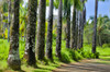 Palm-lined roadway in Garden of Eden Arboretum, Maui, Hawaii Poster Print by Darrell Gulin (24 x 18) # US12DGU0248