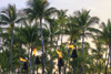 Anaeho'omalu Bay, Kohala Coast, Big Island, Hawaii, USA Poster Print by Stuart Westmorland - Item # VARPDDUS12SWR0344