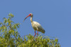 USA, Louisiana, Evangeline Parish. White ibis on tree top.  Poster Print by Jaynes Gallery - Item # VARPDDUS19BJY0125