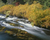 OR, Deschutes NF. Fall colored shrubs along the Metolius River Poster Print by John Barger - Item # VARPDDUS38JBA0214