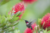 Ruby-throated hummingbird (Archilochus colubris) male feeding. Poster Print by Larry Ditto - Item # VARPDDUS44LDI2928