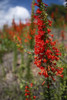 Standing cypress (Ipomopsis rubra) or Texas plume on roadside. Poster Print by Larry Ditto - Item # VARPDDUS44LDI2952