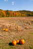 Pumpkin patch and autumn leaves in Vermont countryside, USA Poster Print by Kristin Piljay (18 x 24) # US46KPI0001
