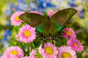 Male Papilio bianor Asian swallowtail butterfly on pink mums Poster Print by Darrell Gulin (24 x 18) # US48DGU1745