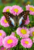 Tropical butterfly, Polyura cognatus, on pink flowering mums Poster Print by Darrell Gulin (18 x 24) # US48DGU1746
