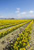 Mount Vernon, Skagit Valley, Washington State. Daffodil field Poster Print by Jolly Sienda - Item # VARPDDUS48JSI0201
