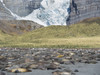 Southern elephant seal, beach with huge colony at Gold Harbor. Poster Print by Martin Zwick - Item # VARPDDAN02MZW0078