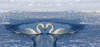 Whooper swans bill to bill on frozen Lake Kussharo, Hokkaido. Poster Print by Darrell Gulin - Item # VARPDDAS15DGU0040