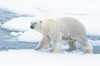 North of Svalbard, pack ice A polar bear emerges from the water Poster Print by Ellen Goff (24 x 18) # EU21EGO0270