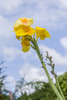 Tortuguero, Costa Rica. Gladiolus blooming against a blue sky. Poster Print by Janet Horton - Item # VARPDDSA22JHO0042
