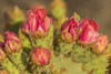 USA, Arizona, Sonoran Desert. Prickly pear cactus blossoms.  Poster Print by Jaynes Gallery - Item # VARPDDUS03BJY0618