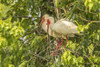 USA, Louisiana, Evangeline Parish. White ibis pair in tree.  Poster Print by Jaynes Gallery - Item # VARPDDUS19BJY0190