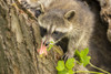 USA, Minnesota, Pine County. Captive raccoon baby close-up.  Poster Print by Jaynes Gallery - Item # VARPDDUS24BJY0108