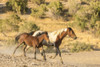 USA, Utah, Tooele County. Wild mare horse and colt running.  Poster Print by Jaynes Gallery - Item # VARPDDUS45BJY0712
