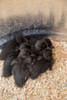 Cayuga ducklings huddled together under a heat lamp for warmth Poster Print by Janet Horton - Item # VARPDDUS48JHO1046