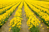 Mount Vernon, Washington State, USA Field of yellow daffodils Poster Print by Janet Horton (24 x 18) # US48JHO1191