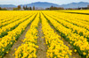 Mount Vernon, Washington State, USA Field of yellow daffodils Poster Print by Janet Horton (24 x 18) # US48JHO1395