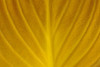 Canada, Manitoba, Winnipeg. Close-up of hosta leaf in autumn. Poster Print by Jaynes Gallery - Item # VARPDDCN03BJY0461