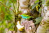 Central America, Costa Rica. Male bay-headed tanager feeding. Poster Print by Jaynes Gallery - Item # VARPDDSA22BJY0131