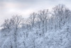 USA, New York State. Snow covered trees, Green Lakes State Park Poster Print by Chris Murray - Item # VARPDDUS33CMU0126